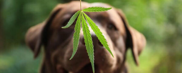 Cannabidiol et bien-être canin