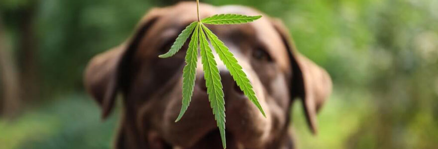 Cannabidiol et bien-être canin